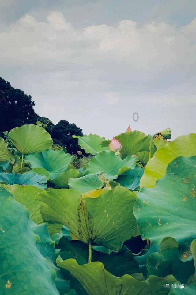 大神：绝景版