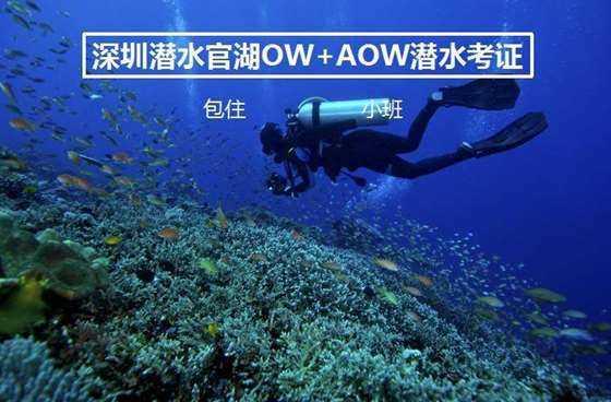 营救小乌龟